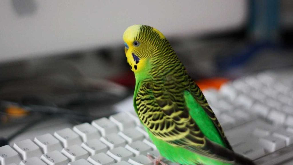 budgie standing on one leg