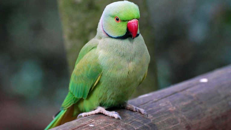 Are Indian Ringneck Parrots Good Pets? Here’s What You Need to Know