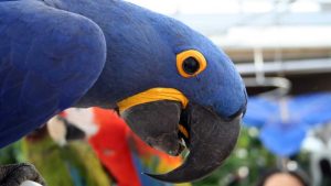 macawwhy is my parrots beak turning black