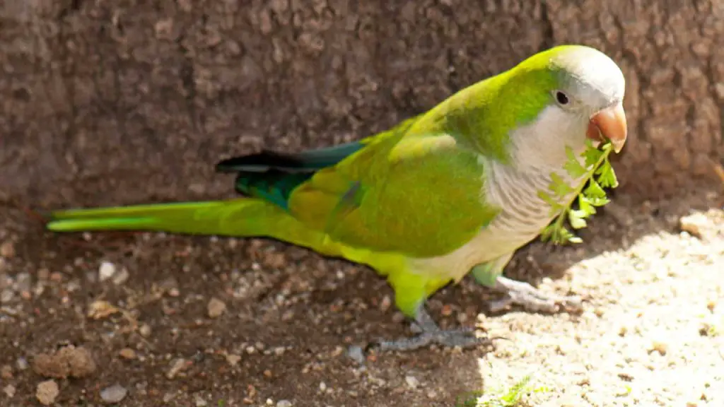 monk-parakeet