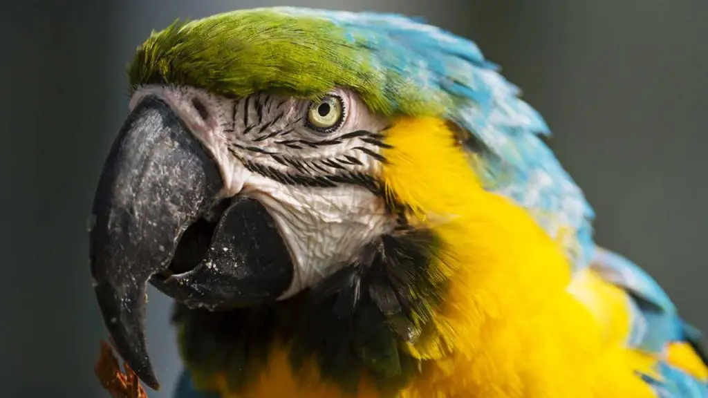 How Often Do Parrots Lay Eggs? A Quick Guide to Parrot Egg-Laying ...