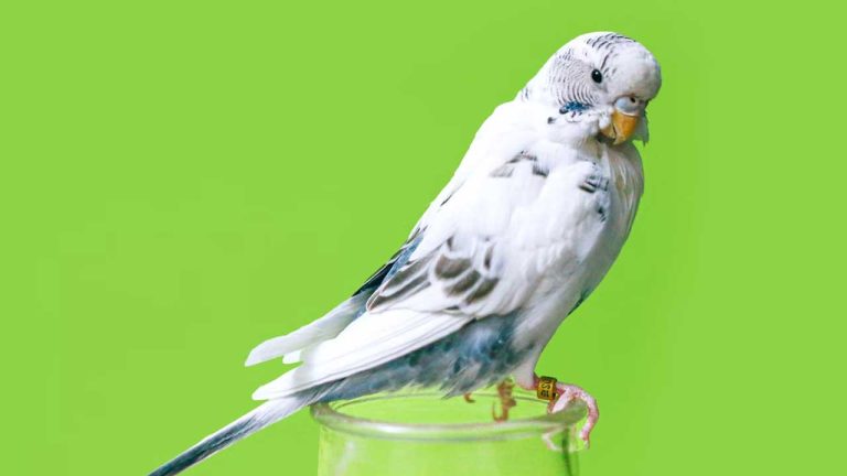 What Are The Cheapest Talking Birds? Your Budget-Friendly Guide