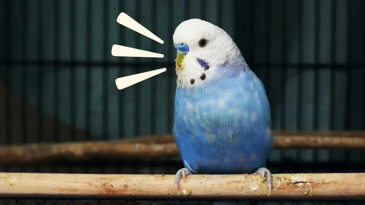 Why Is My Parakeet Screaming? Understanding and Addressing the Causes ThisBirdTalks