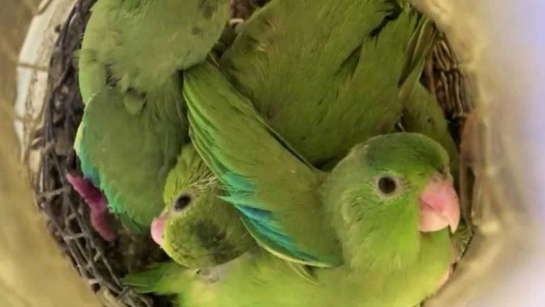 What Can Baby Parrots Eat? A Guide to Safe and Nutritious Foods