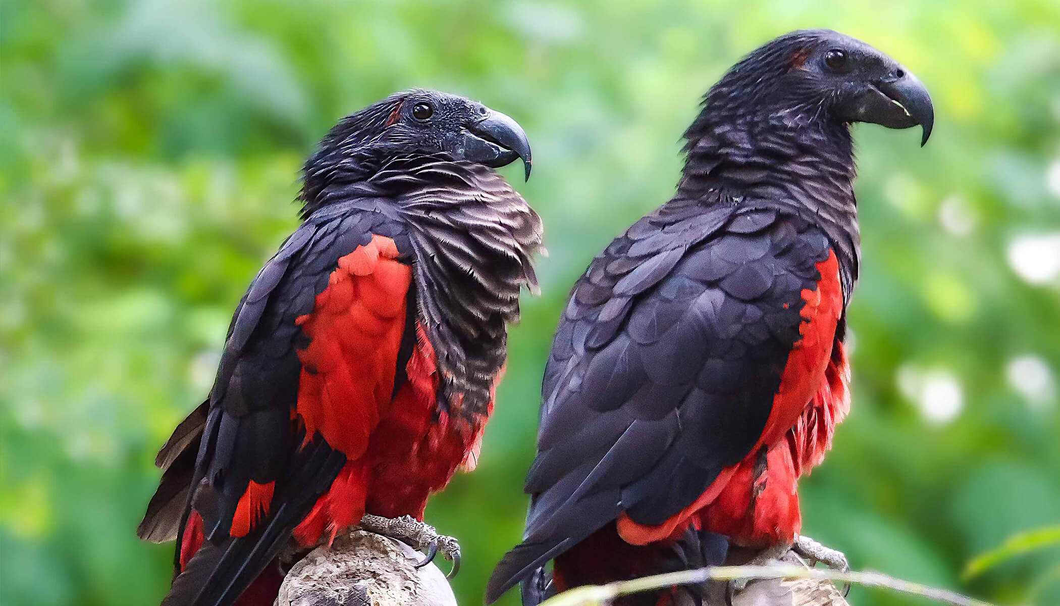 dracula parrot