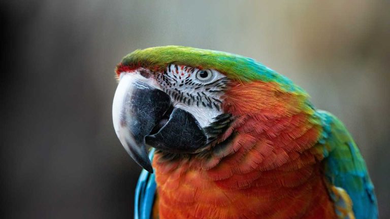 Why Is My Parrot Making Weird Noises? Understanding Your Feathered ...