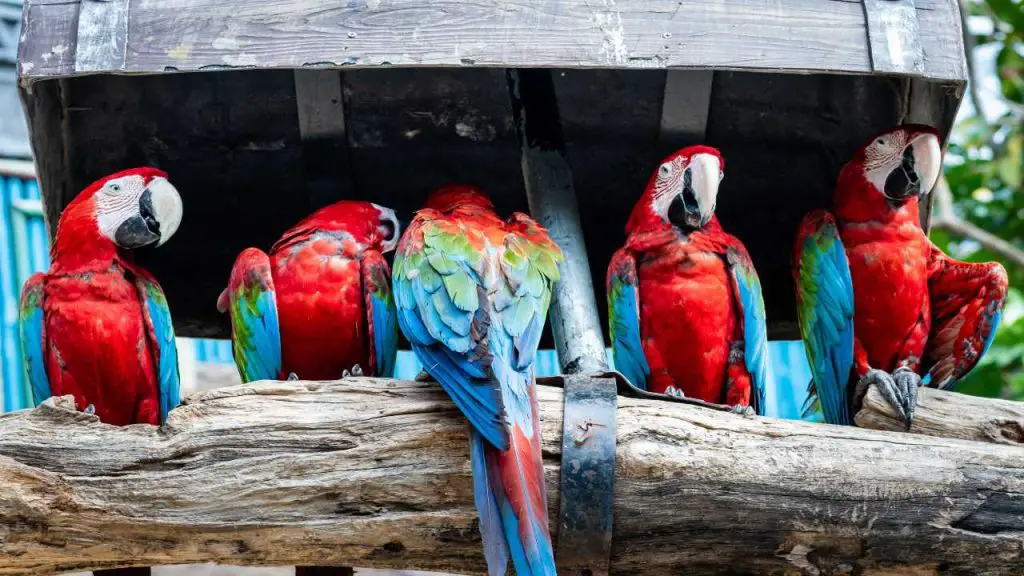 How Often Do Parrots Lay Eggs