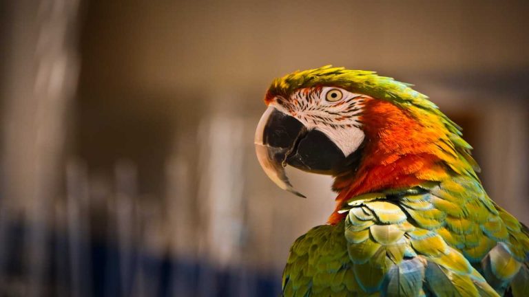 How Often Do Parrots Lay Eggs? A Quick Guide to Parrot Egg-Laying Habits