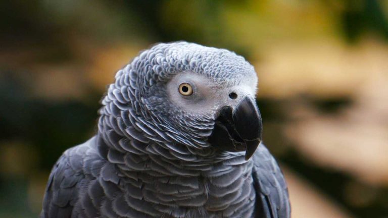 Which Parrots Talk the Best? – A Comprehensive Guide