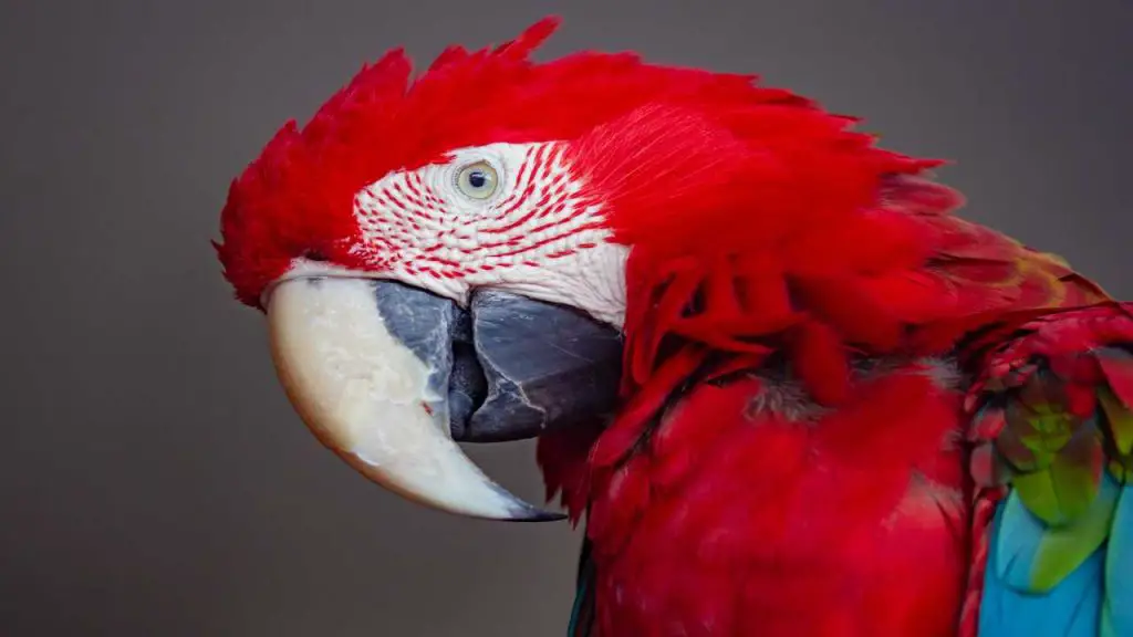 What Do Parrots See