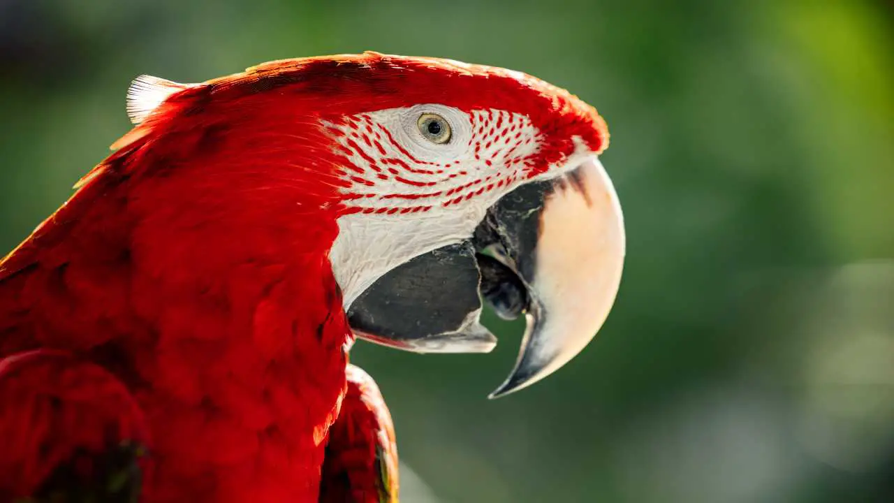 Why Is My Parrot Making Weird Noises? Understanding Your Feathered ...