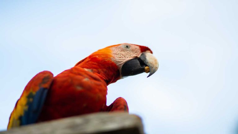 Do Parrots Come Back If They Fly Away? Find Out Here!
