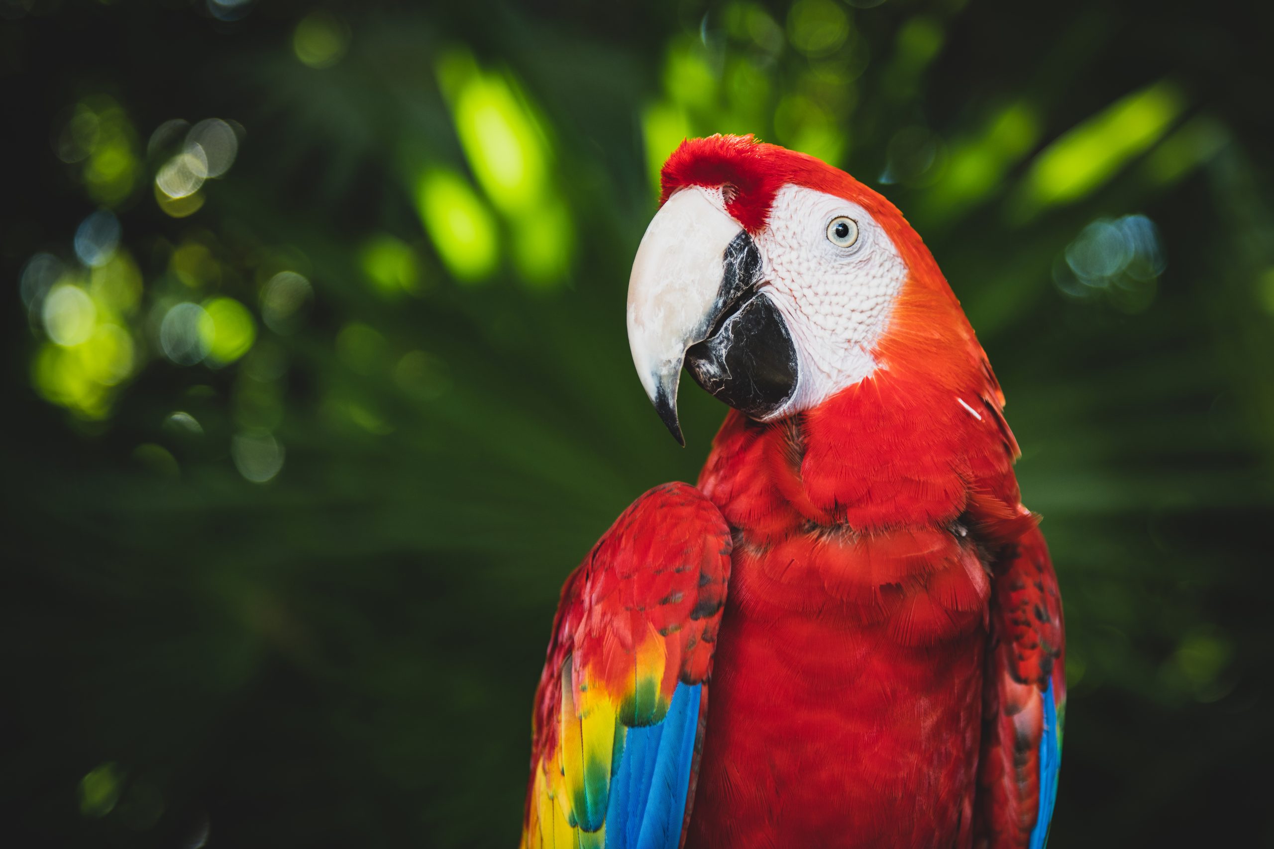 How Many Words Can Parrots Learn