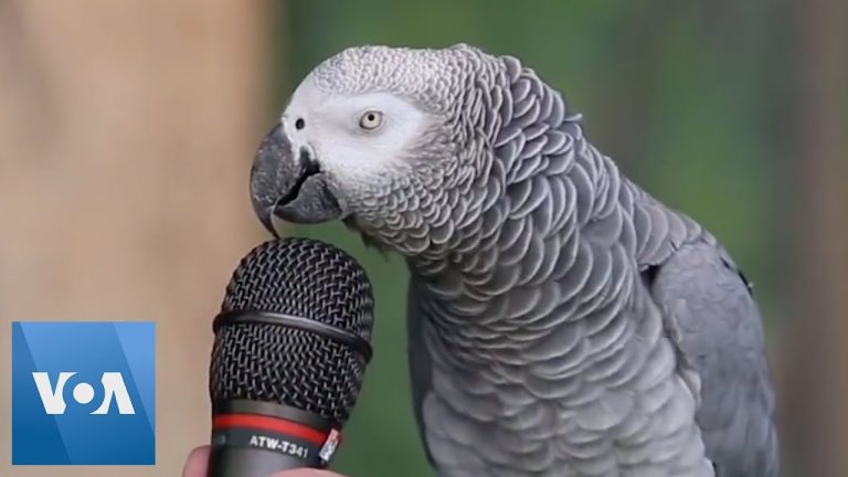 Can You Have Conversations with Parrots? Exploring the Communication Abilities of Our Feathered Friends