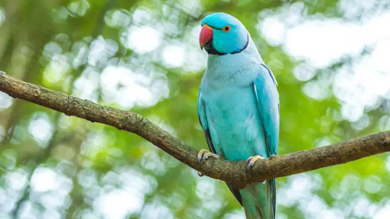 My Indian Ringneck is Shaking: Understanding and Addressing Your Bird’s Behavior