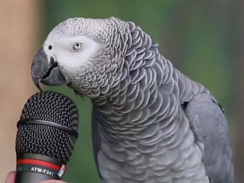 Can You Have Conversations with Parrots