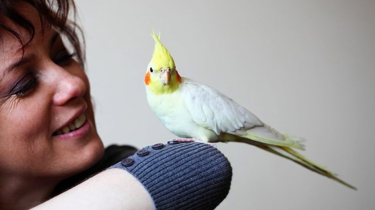 Why Do My Pet Birds Keep Dying? – Uncovering Common Causes